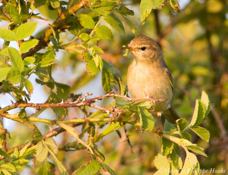 Pouillot veloce 9879_wm.jpg - Pouillot véloce - Common Chiffchaff - Phylloscopus collybita (Danemark, juin 2011)